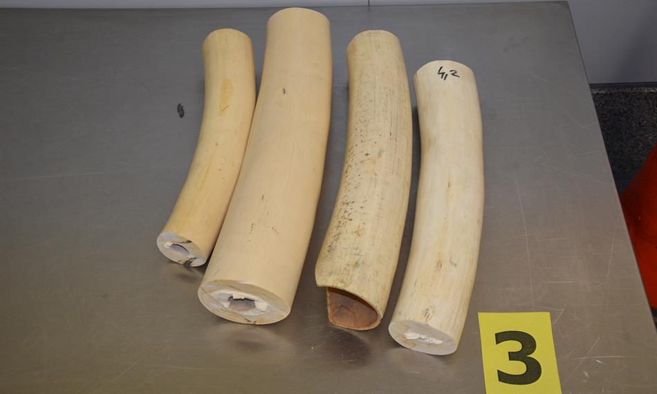 2014-2-24-122211. foto-sloní kly.jpg